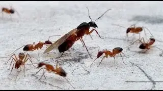 Flying Ants Swarming Behaviour