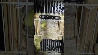 little girl become mama now, 玄凤鹦鹉第一次下蛋， cockatiel first time