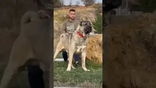 DEV K&Ouml;PEK #shorts #malaklı #kangal #super #beatiful #hard #hepsiger&ccedil;ek