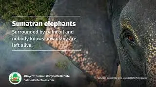 Sumatran elephants   surrounded by palm oil nobody knows how many are left alive