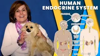 Human Endocrine System | Life Sciences | Grade 12
