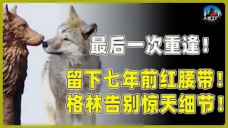 和格林的最后一次重逢！它留下了保存七年的红腰带！讲述格林与李微漪告别的惊天细节！#重返狼群 #李微漪 #马未都#许子东#尹烨#圆桌派 #圆桌派第八季 #格林