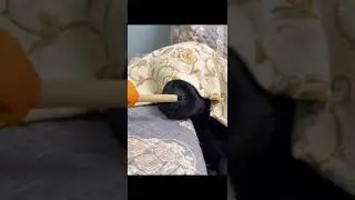 Cute dog funny video 😁 #cute #dog #doglover #funny #dogfunnyvideo
