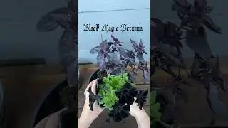 Let&rsquo;s plant a #goth hanging basket 💀🖤 #hangingbasket #gardendiy #diy #black #flowers