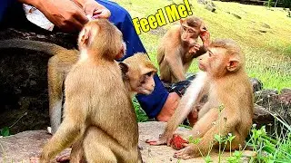 Brilliantly! This Kind Man Tried To Feed Monkey Calvin That He Was Very Tired With Painful.