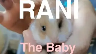 Rani The Baby Hamster 🐹