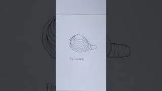 How to Draw Spisula Diagram | Simple Biology Short #shorts