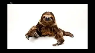 Hoffmann's Two-toed sloth into a Brown-throated Sloth
