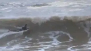 Dudu Bacteria & Guinga - XTREME BODYBOARD