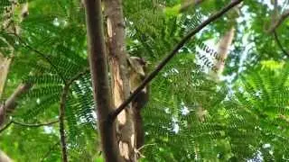 Variable Squirrel (Callosciurus finlaysoni)