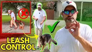Prong Collar Training for Reactive Dogs | Stop Pulling & Teach Heel with Confidence