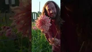 Привет, Пеннхилл🍉 Далия