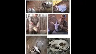 EASY EURO SKULL MOUNT !   DO IT YOURSELF !