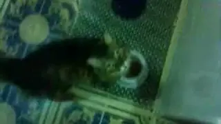 Beta - Gata Miando