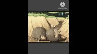 Glyptodon #glyptodon #armadillo #animals #mammal #animalia #herbivores #shorts #extinction #extinct