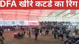 DFA mala Haryana murrah farm is live!