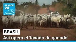 'Lavado de ganado' en Brasil: cómo la carne ilegal termina en Europa