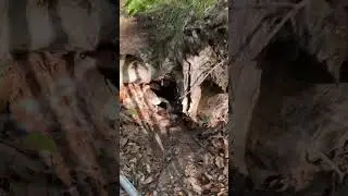 Duck morning routine