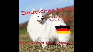 German Spitz Dog - Deutscher Spitz Hund - Berlin Germany Summer 2023
