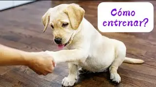 Cómo entrenar a un Labrador Retriever: Consejos y trucos 🦮🐾