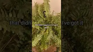 Overwintering the Boston Fern