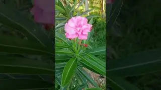 Nerium Oleander &ndash; A Timeless Evergreen Beauty 🌿