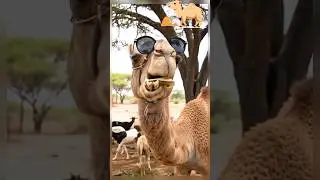 Camel Singing Song Funny animal Voice #entertaininganimals #entertainment #animals #funny