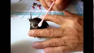 Nourrissage d'un martinet noir