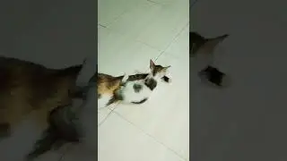 ❤️kitten playing with mom cat🥰 ||2022|| #shorts #shortvideo #viral #cat #MNK