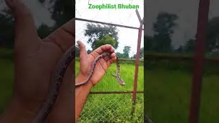 Wolf Snake Bite