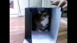 Stupid Video of a Cute Cat