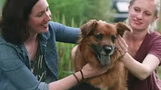 More Than an Animal Shelter: 2025 Cleveland APL PSA