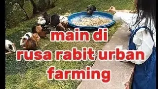 Main di rusa rabbit urban farming (cilangkap)