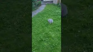 Cats Enjoying Life