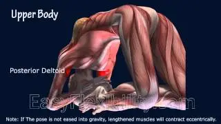 Kapotasana King Pigeon Yoga Pose Muscle Anatomy EasyFlexibility