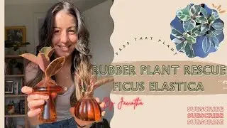 How to Rescue & Propagate a Ficus Elastica Ruby: Spring Rehab Care Tips for Your Rubber Plant