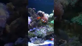 Fire fish goby