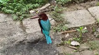 Alcedinidae the king fisher!
