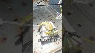 Oops Crabs Can Feel Pain