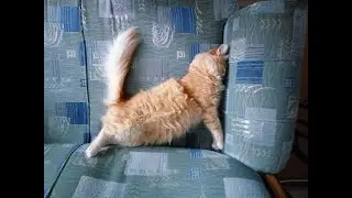 cats are sleeping
