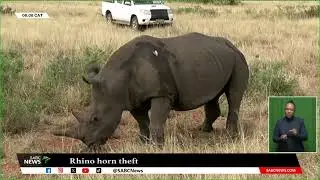 Possible collusion between officials and syndicates in North West rhino horn theft