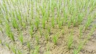 ADT 54 நெல் விவரங்கள் @NAAMUZHAVAN #நெல் #tamil #vivasayam #vivasayi #paddy #farming #thanjavur