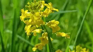 Barbarea Vulgaris 🍴🍴 (28/04/2024) La Haute Coutance