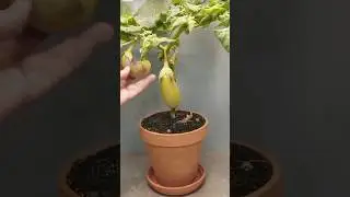 1 day se 65 days baigan! time lapse/ #shorts #Rehanvlogs