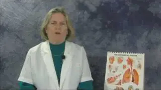 Blood Vessels : What Vessels Carry Oxygenated Blood?