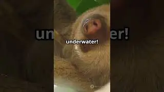 Sloth Secrets: Fun Facts Revealed!