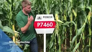 Pioneer Zahnmaishybriden im Süd-Westen 2020