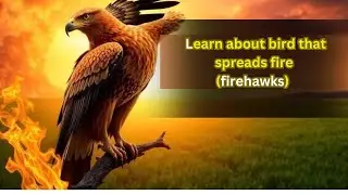 Learn about bird that spreads fire