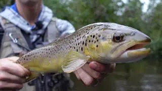 Fall Brown Trout Fishing | BIG Fish in a Tiny Creek