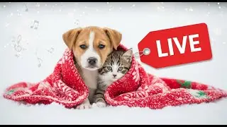Relaxing Christmas Music for Cats 😻✨ Calming Christmas Sounds for Anxiety, Healing and Deep Sleep 💤